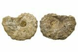 Cut/Polished Calycoceras Ammonite Fossil (Pair) - Texas #319223-1